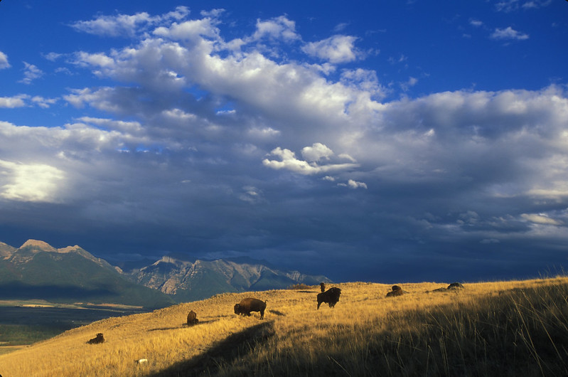 national bison range in montana camping