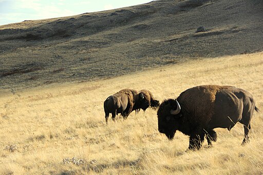 national bison range in montana hiking