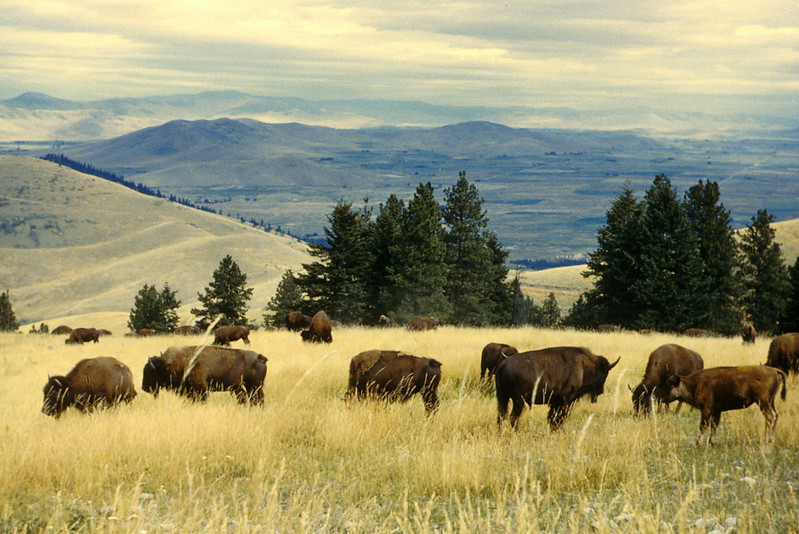 national bison range in montana other things to do