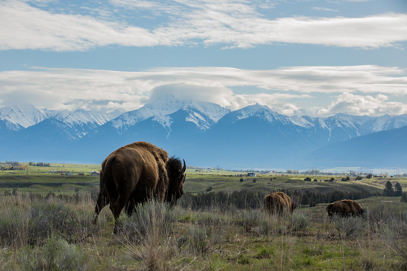 national bison range in montana picnic