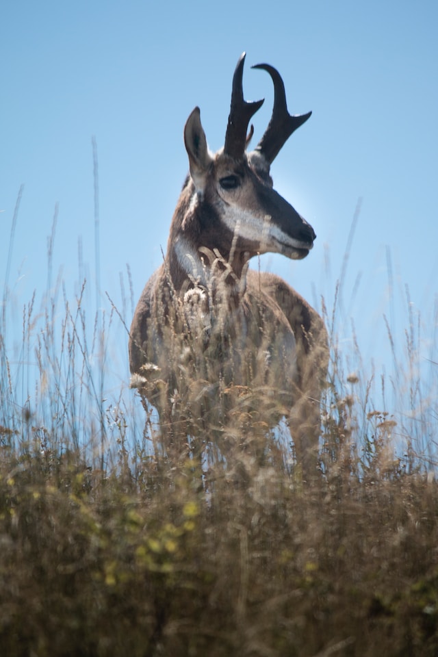 national bison range in montana pronghorn