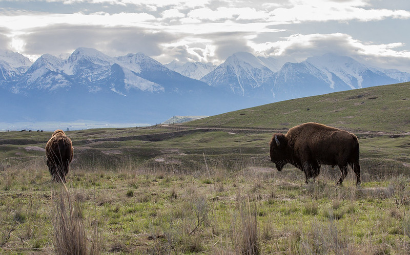 national bison range montana photos