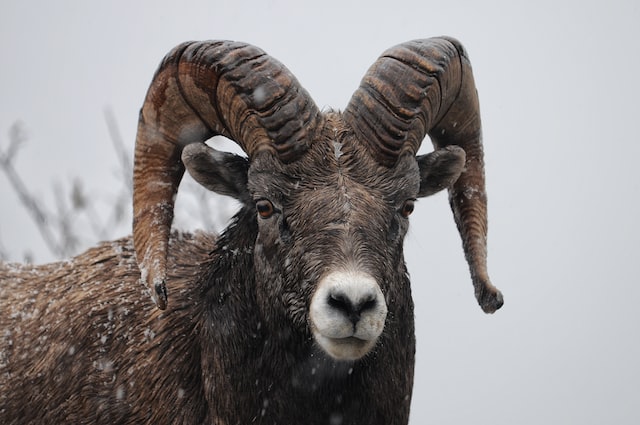 charles m russell national wildlife refuge bighorn sheep