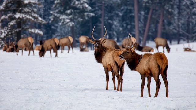 charles m russell national wildlife refuge elk