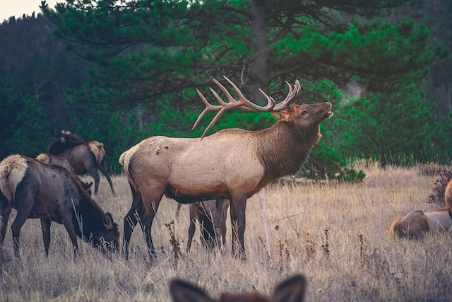 charles m russell national wildlife refuge elk herd