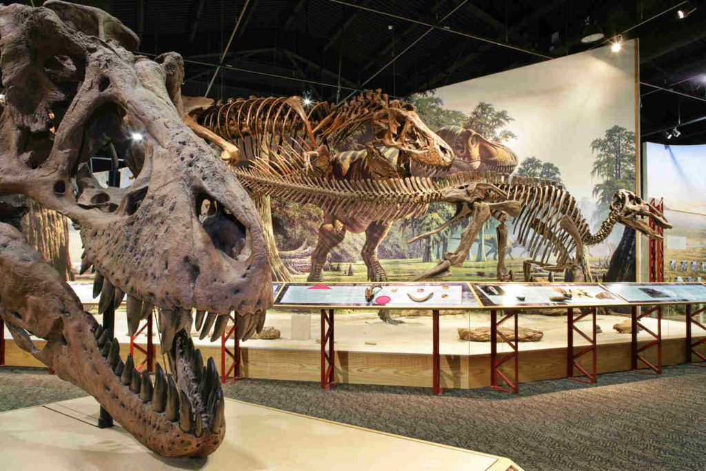 fort peck interpretive center dinosaur fossil