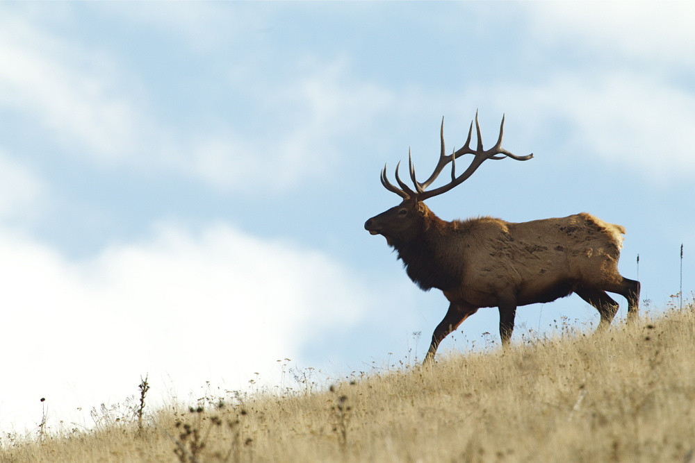 largest ranch in montana beaverhead