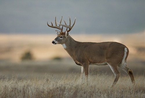 largest ranch in montana broken o