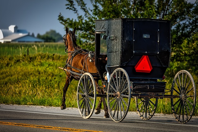 amish montana horse buggy