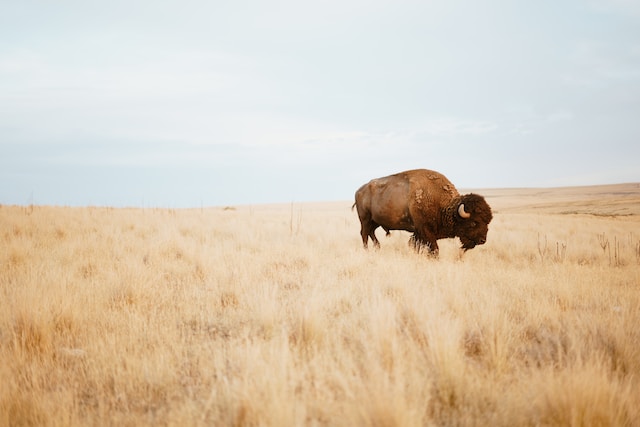 dangerous animals in montana bison