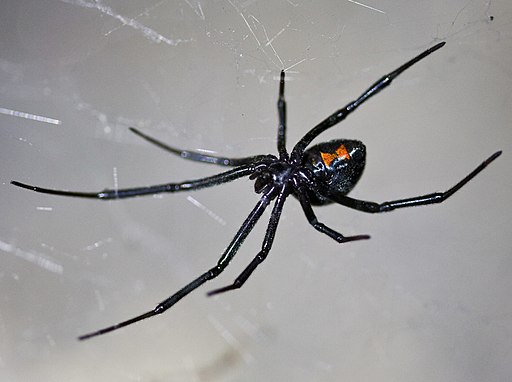 dangerous animals in montana black widow