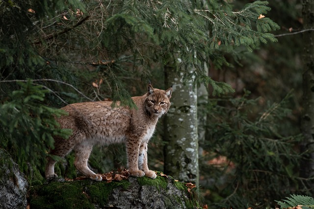 dangerous animals in montana bobcat