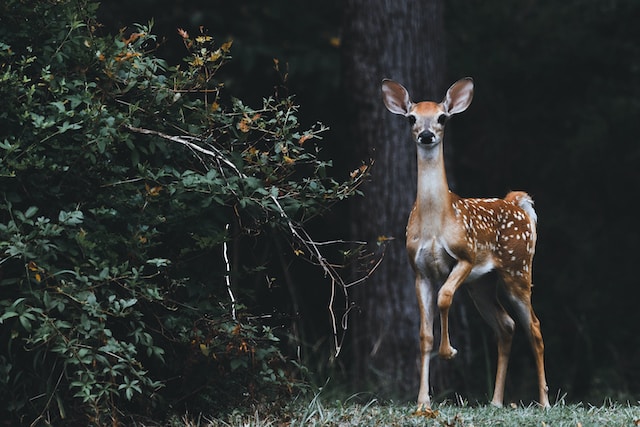 dangerous animals in montana deer