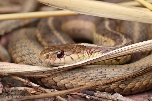 dangerous animals in montana garter snake