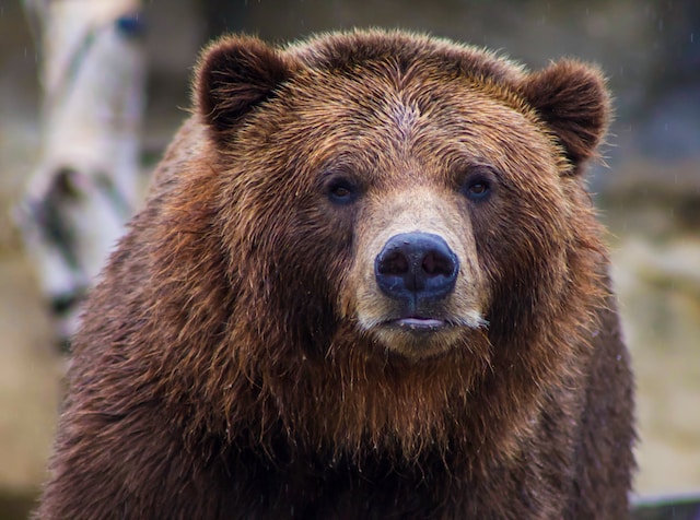 dangerous animals in montana grizzly bear