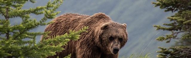 dangerous animals in montana grizzly bump