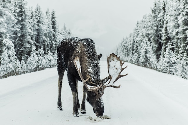 dangerous animals in montana moose