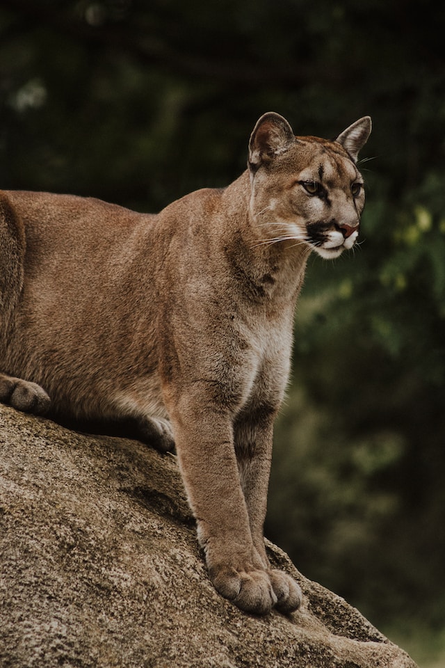 dangerous animals in montana mountain lion