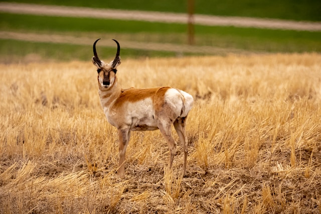 dangerous animals in montana pronghorn