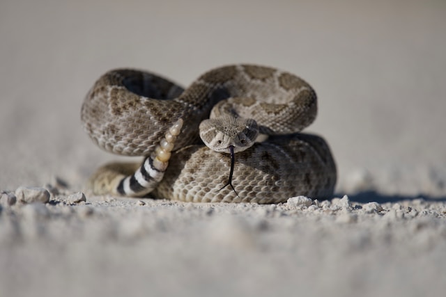 dangerous animals in montana rattlesnake