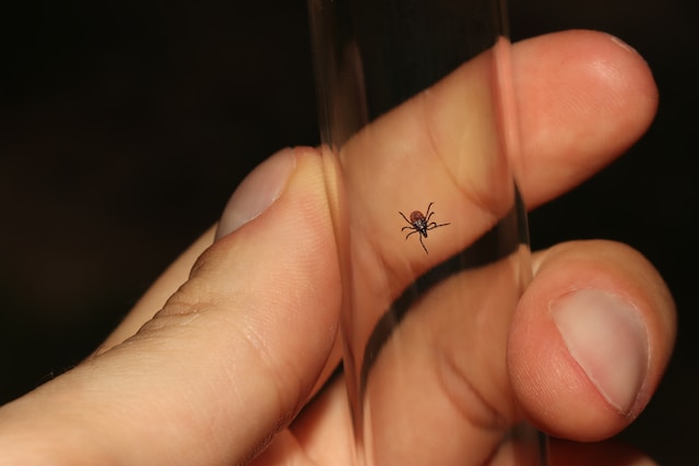 dangerous animals in montana tick