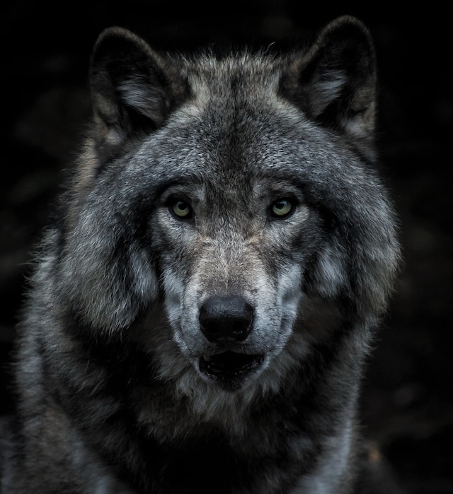 dangerous animals in montana wolf