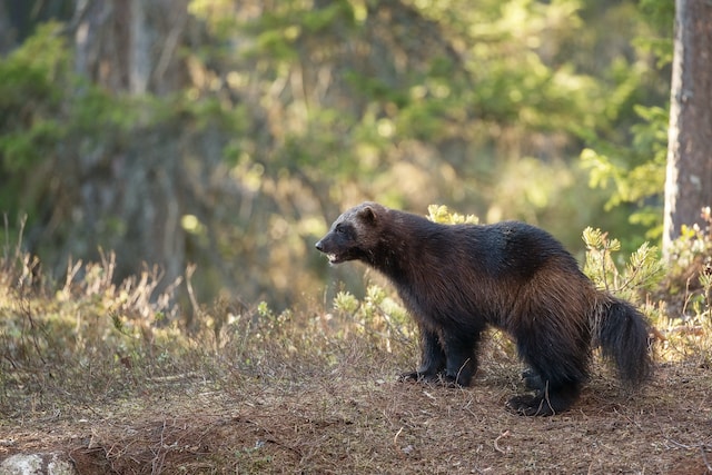 dangerous animals in montana wolverine