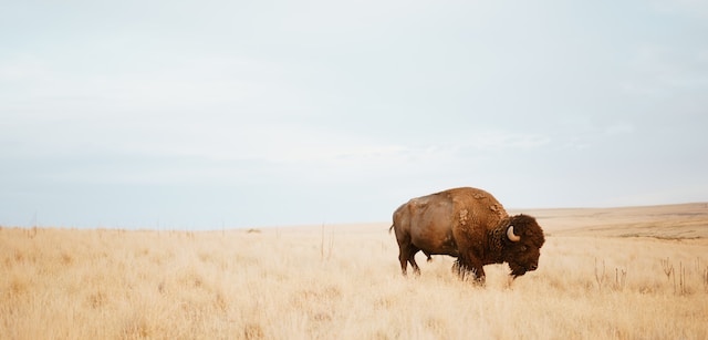 blackfoot food bison