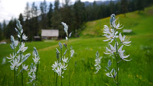 blackfoot food camas root