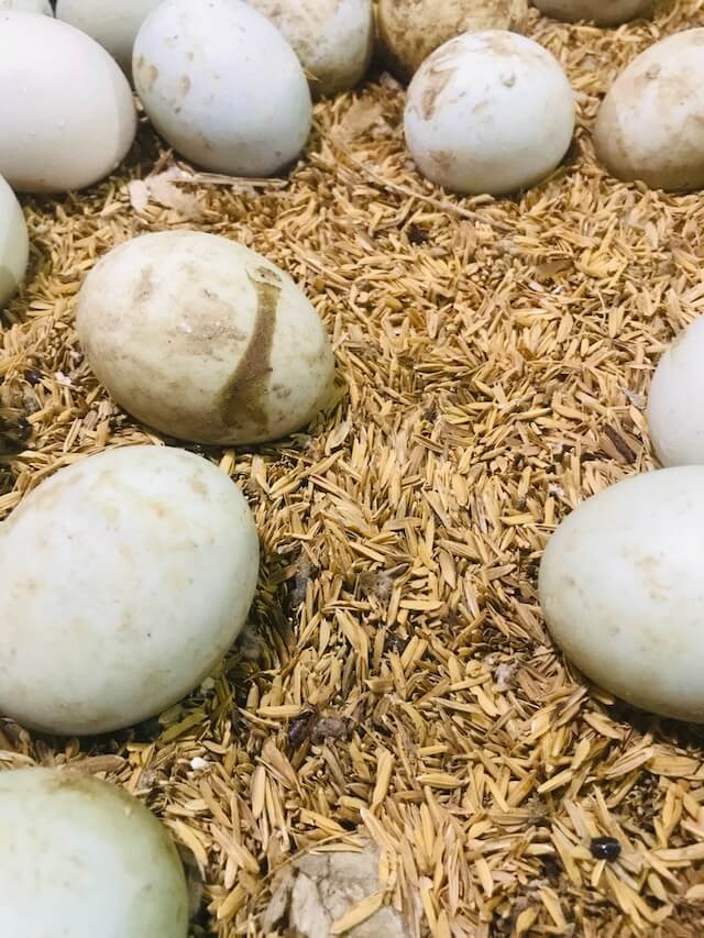 blackfoot food waterfowl eggs