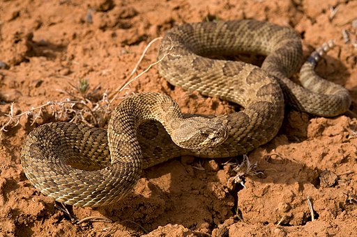 These Snakes Live In Montana - Know Before You Go