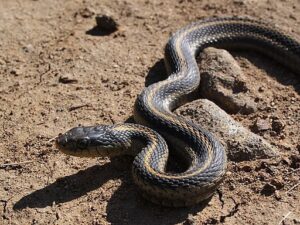 These Snakes Live In Montana - Know Before You Go