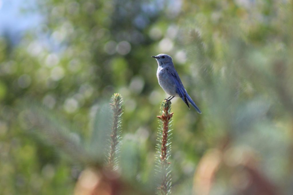 bigfork montana birdwatching