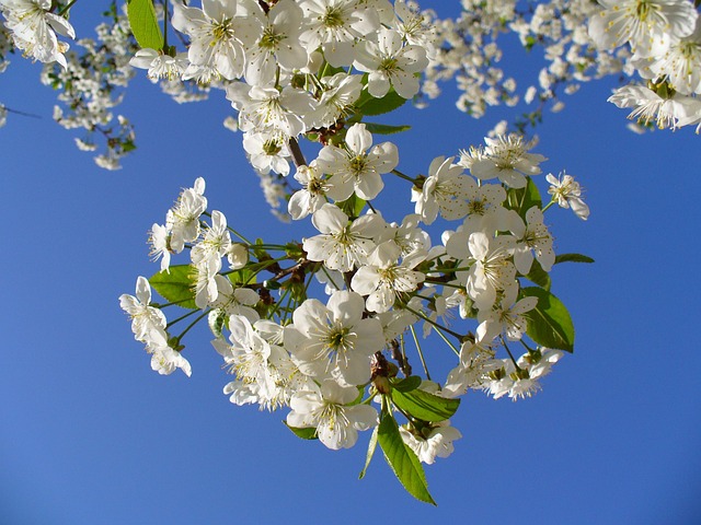 bigfork montana cherry