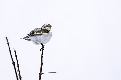 things to do in deer lodge montana birding warm springs wildlife management area