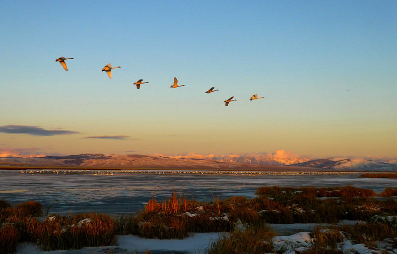 things to do in dillon montana red rock lakes wildlife refuge