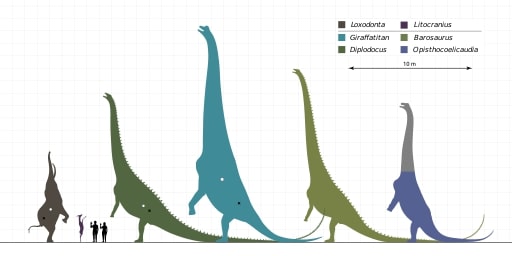 were there dinosaurs in montana sauropod