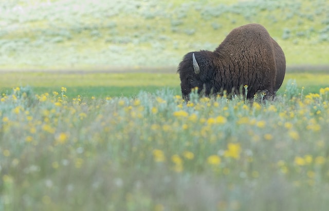 what is the history of bison in montana field