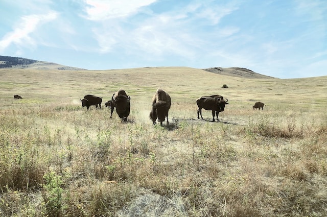 what is the history of bison in montana herd