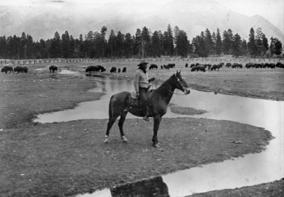 what is the history of bison in montana michel pablo