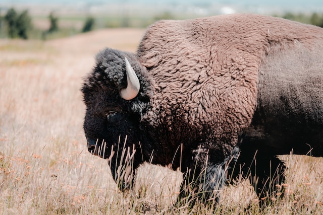 what is the history of bison in montana range