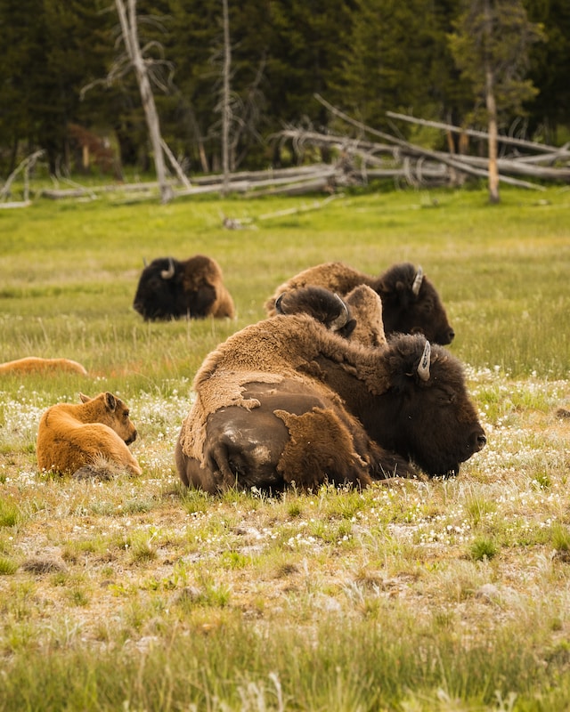 what is the history of bison in montana rest