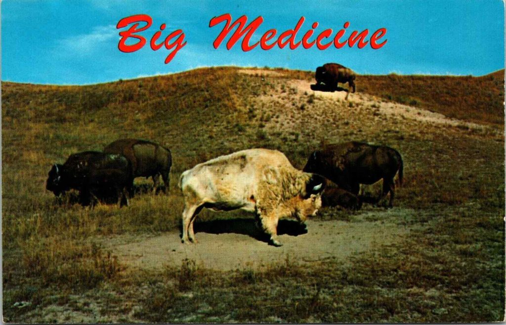 what is the history of the bison in montana big medicine