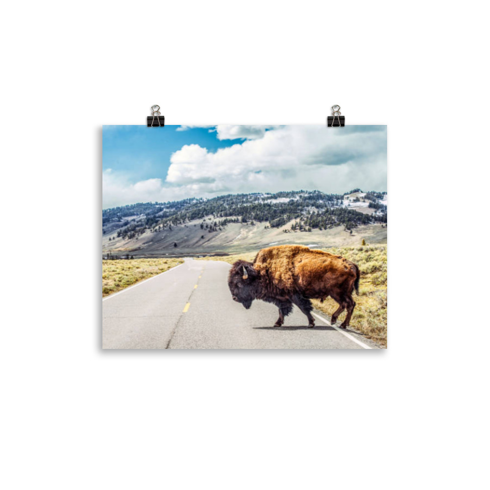 Bison Crossing - Poster - Montana Beyond