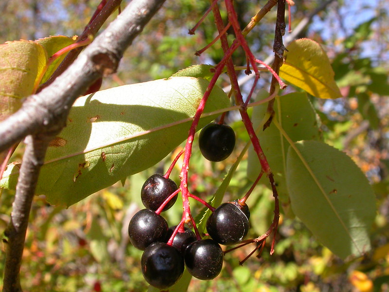 montana edible plants chokecherry