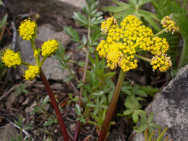 montana edible plants cous biscuit root