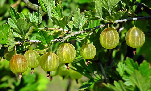 montana edible plants gooseberries