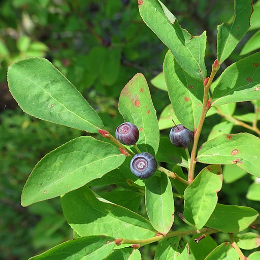 montana edible plants huckleberry