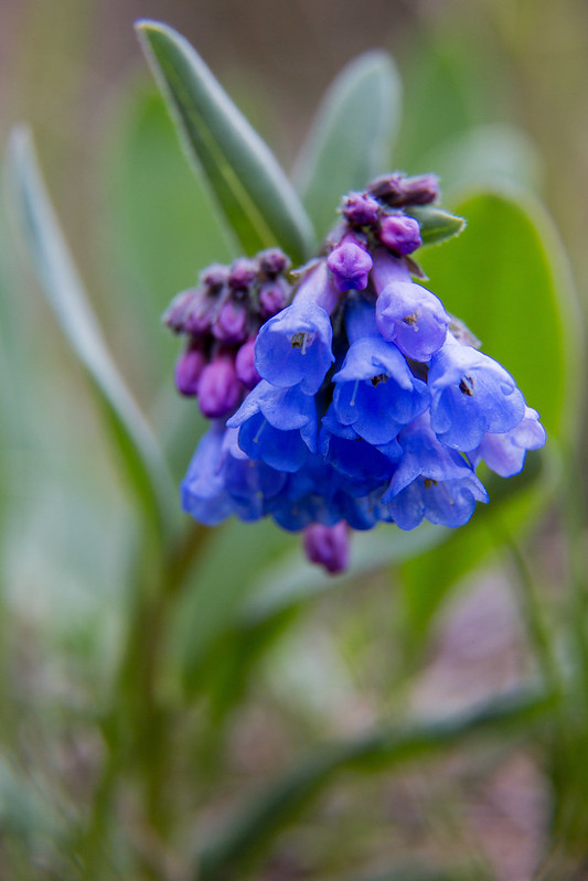 montana edible plants mountain bluebell