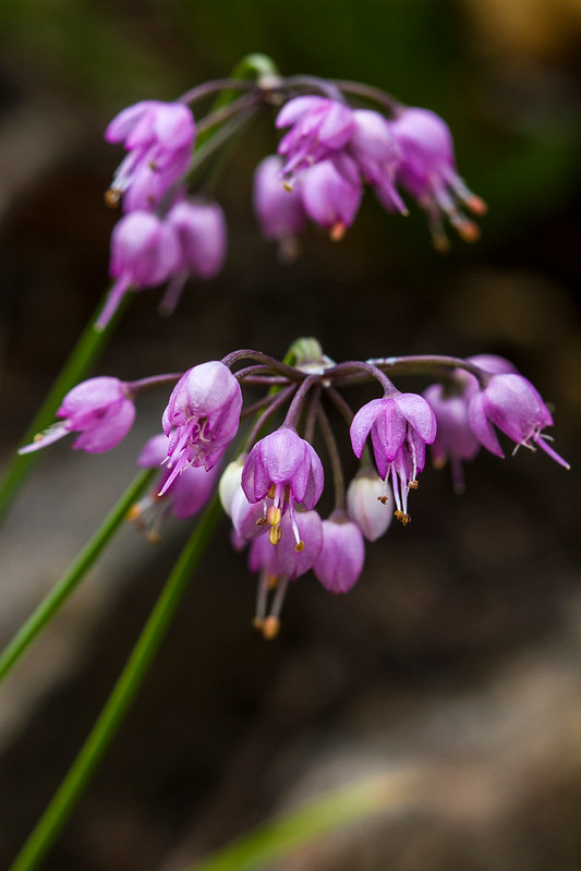 montana edible plants nodding onion